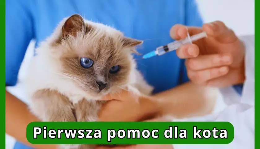 Kot z niebieskimi oczami otrzymuje zastrzyk. Weterynarz podaje leki, aby pomóc w leczeniu otwartych ran u kota.