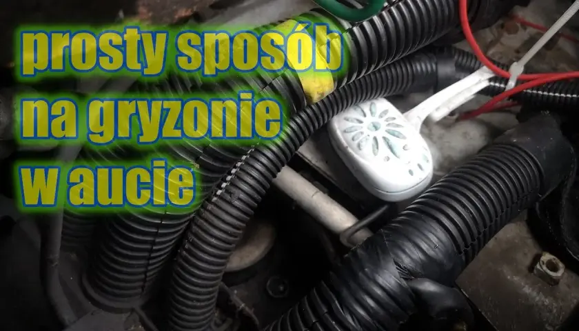 Jak pozbyć się mysz z samochodu: Skuteczne metody, które działają