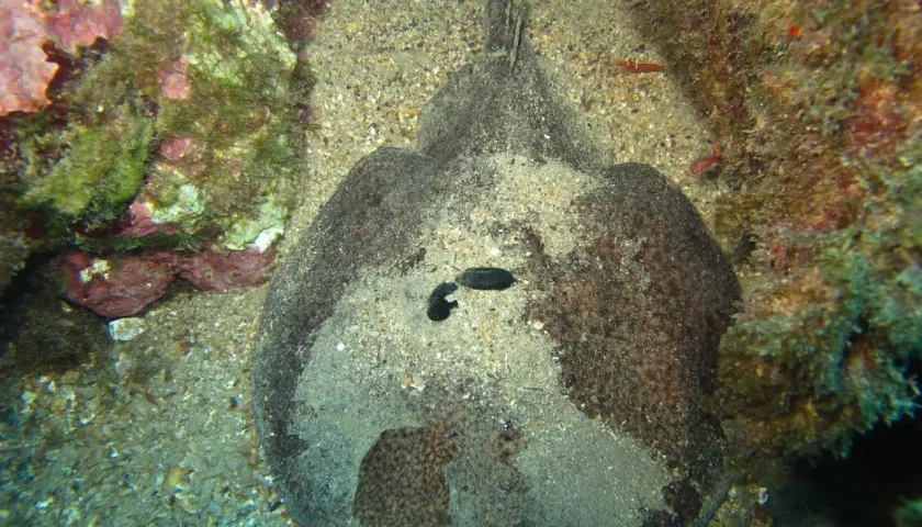Un pez guitarra camuflado entre los peces de arena, con su cuerpo plano y textura arenosa, se esconde cerca de rocas cubiertas de algas.