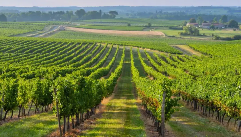 Paysage de vignobles verdoyants à perte de vue, idéal pour un séjour vignoble Bordeaux.