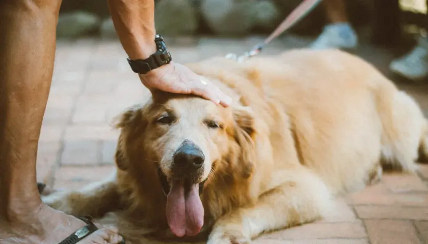Złoty retriever leży na bruku, a jego opiekun głaszcze go po głowie. Pies dyszy, wystawiając język. To idealny moment na **sucrabest dla psa**.