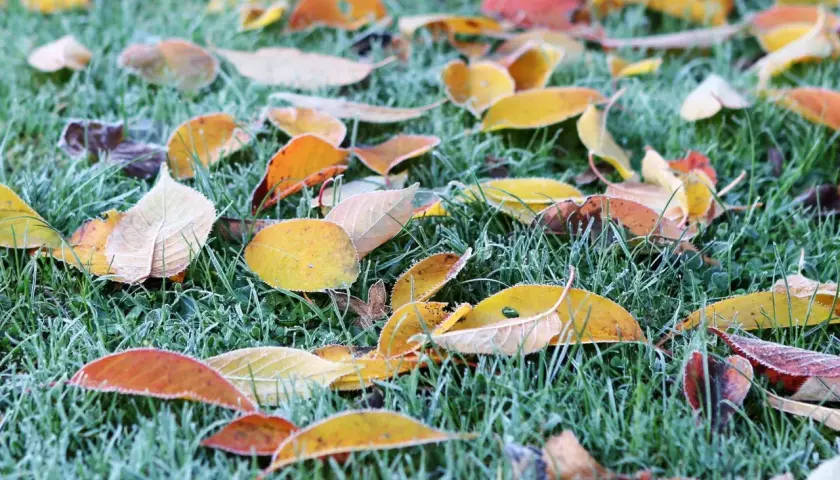 Bunte Herbstblätter liegen auf gefrorenem Gras. Ein Zeichen, dass man das Laub liegen lassen kann, um den Boden zu schützen.