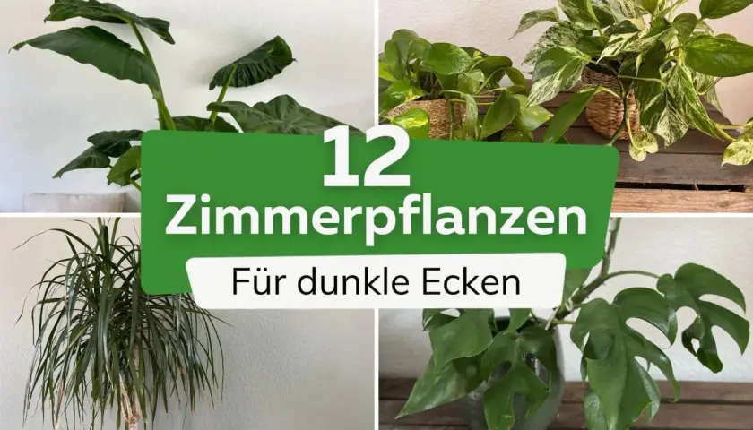 Vier Zimmerpflanzen, die auch ohne viel Licht gedeihen. Perfekt für dunkle Ecken.