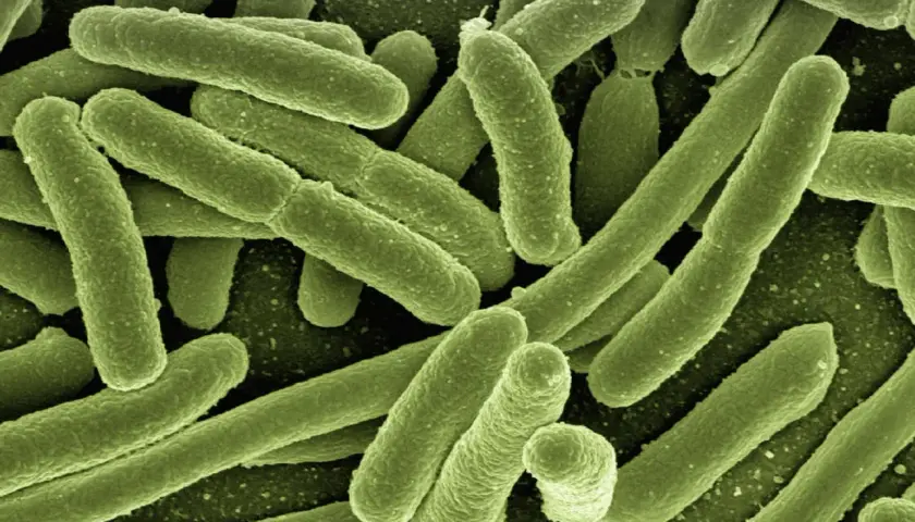Lactobacillus w pochwie: 5 najważniejszych szczepów