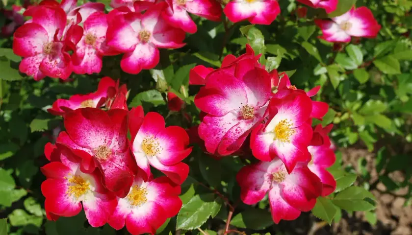 Un bouquet de roses aux pétales bicolores, rouge vif et blanc, évoquant les noms de roses célèbres. Leurs cœurs jaunes contrastent avec le feuillage vert.