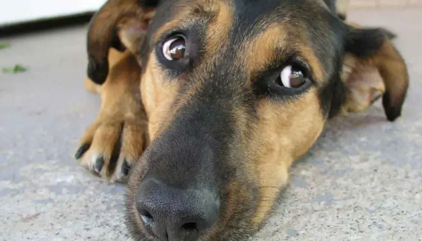 Un perro con grandes ojos de ballena mira con ternura.