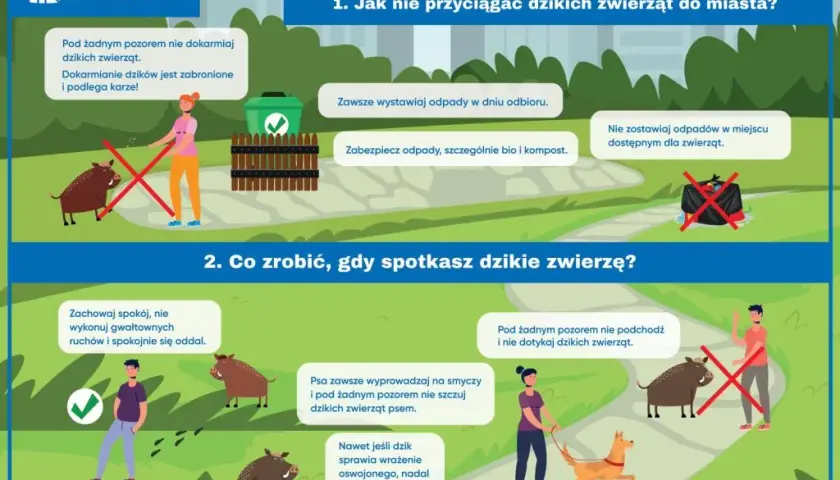 Dzik w mieście: Jak się zachować, zgłosić i zabezpieczyć?