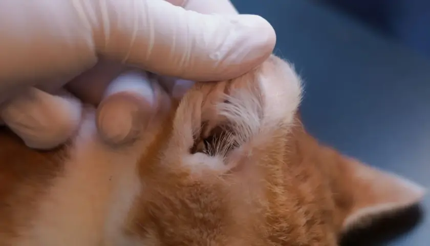 Tierarzt untersucht das Ohr einer Katze, möglicherweise wegen eines Vestibularsyndroms. Ein kleiner dunkler Punkt ist im Gehörgang sichtbar.