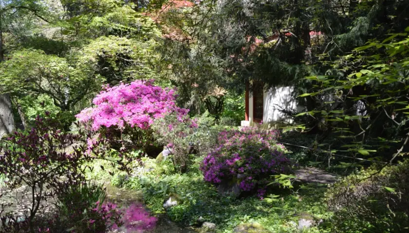Kwiaty rododendronów w odcieniach różu i fioletu, tworzące jeden z najpiękniejszych ogrodów prywatnych w Polsce.