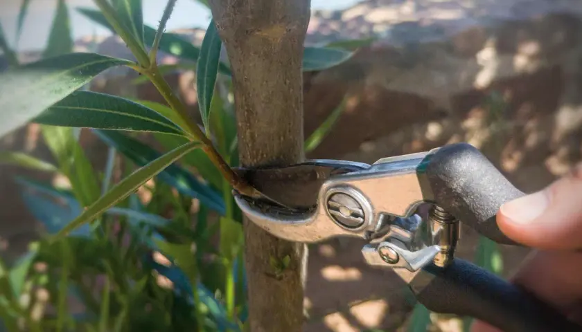 Gartenarbeit: Eine Hand benutzt eine Gartenschere, um einen Oleander zu schneiden.