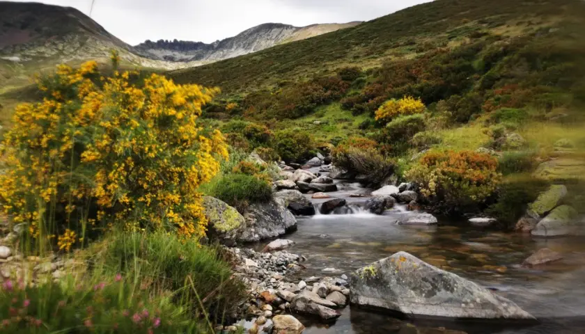 Arroyo cristalino serpentea entre rocas y vegetación, ideal para rutas montaña palentina. Flores amarillas y moradas adornan el paisaje.