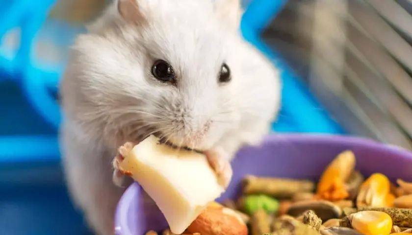 Un hámster blanco come un trozo de queso, mostrando lo que comen los hámsters: una mezcla de semillas y pellets en un cuenco morado.