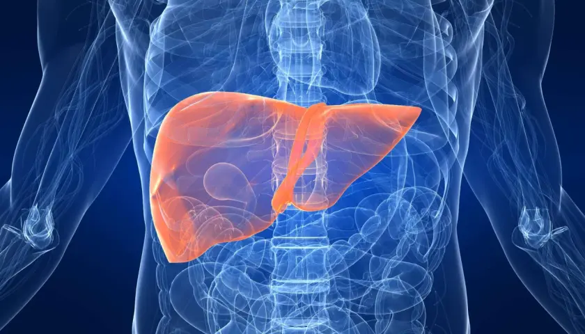 Leber in orange hervorgehoben, um fettleber symptome zu veranschaulichen. Anatomische Darstellung des menschlichen Körpers.