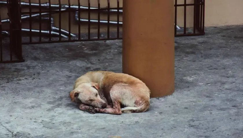 Un perro abandonado duerme acurrucado en el suelo. Si te encuentras un perro abandonado, busca ayuda.