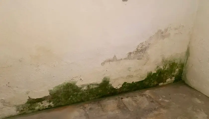 Grüne Algen und abblätternder Putz an der Wand zeigen aufsteigende Feuchtigkeit in einem Haus ohne Keller.