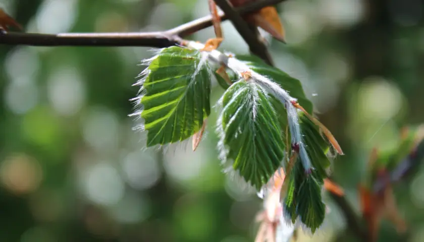 Nya, ludna blad på en gren. Dessa buskar som trivs i skugga visar upp sina späda gröna blad.
