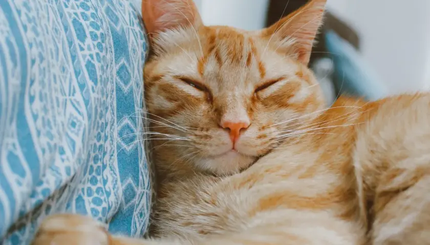 An orange tabby cat sleeps peacefully on a blue patterned blanket. When a cat purrs, it often means contentment and relaxation.