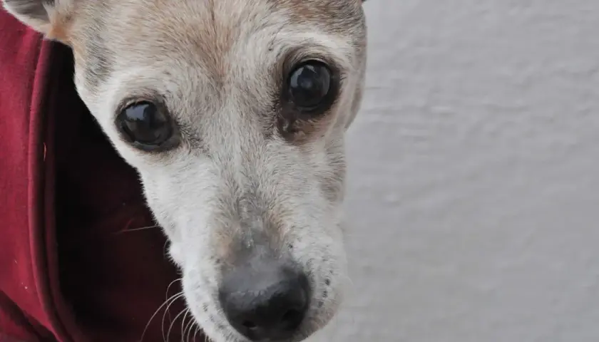 Primer plano de un perro mayor con ojos oscuros y pelaje grisáceo, posiblemente mostrando signos de demencia senil en perros.