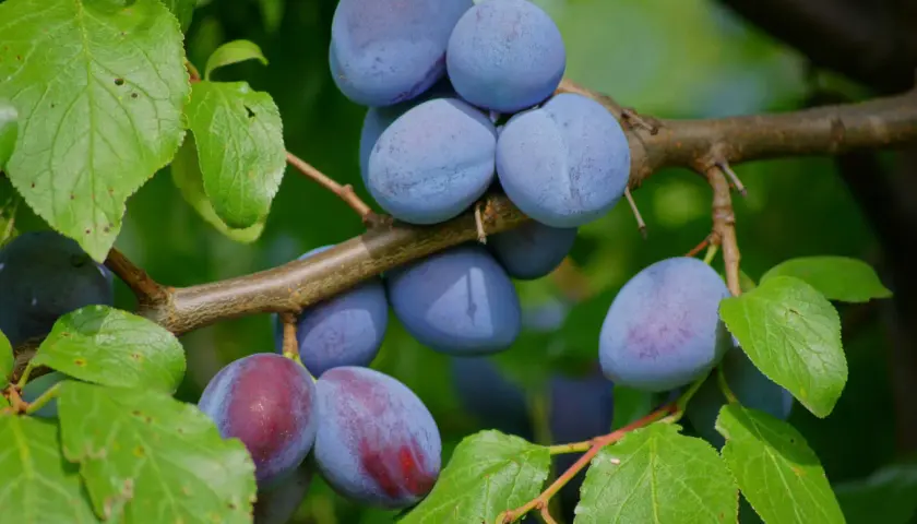 Reife Zwetschgen hängen an einem Ast. Verschiedene Zwetschgen sorten zeigen ihre blauen und rötlichen Farben.