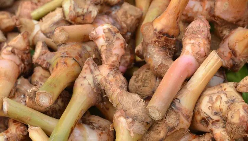 Kłącza galangalu, przyprawy o korzennym aromacie. Co to jest galangal? To aromatyczny korzeń, który dodaje potrawom egzotycznego smaku.