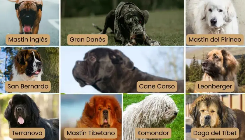 Nombres de razas de perros grandes: Mastín inglés, Gran Danés, San Bernardo, Mastín del Pirineo, Cane Corso, Leonberger, Terranova, Mastín Tibetano, Komondor, Dogo del Tíbet.