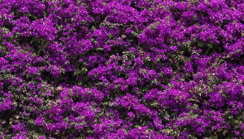 Dichte, leuchtend violette Bougainvillea bedeckt eine Wand. Vorsicht: Bougainvillea giftig für Haustiere.