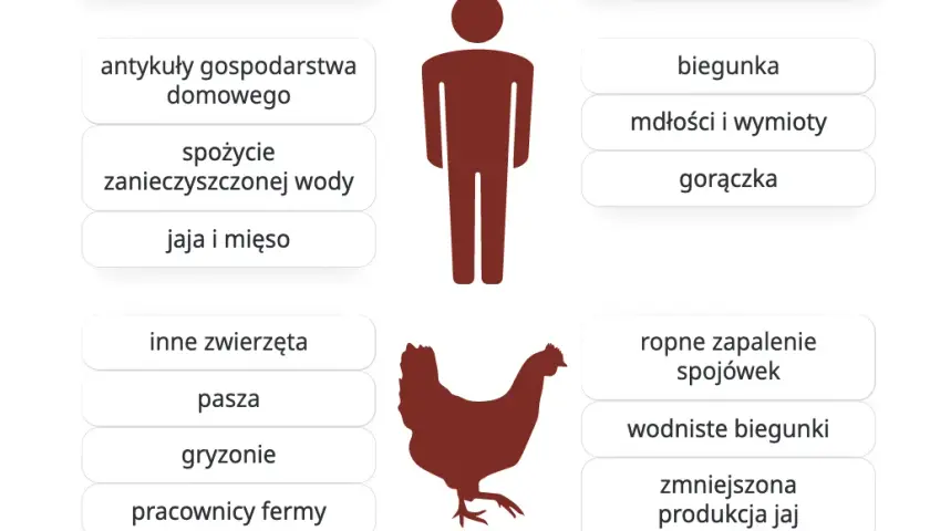 Salmonella objawy i zagrożenia - jakie sygnały powinny niepokoić?