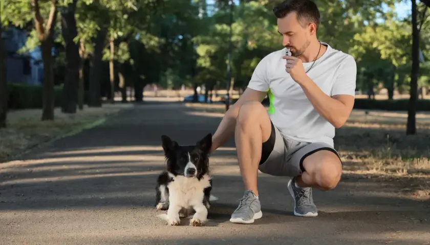 Mężczyzna w parku dmucha w gwizdek dla psa, ćwicząc posłuszeństwo.