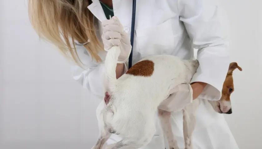 Weterynarz wykonuje wyciskanie gruczołów okołoodbytowych u psa.