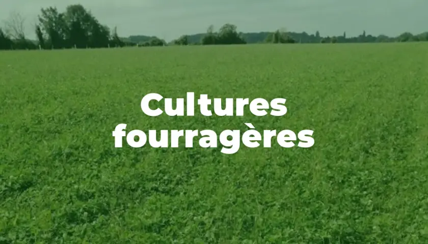 Vaste champ de plante fourragère verte sous un ciel couvert. Texte blanc "Cultures fourragères" superposé.