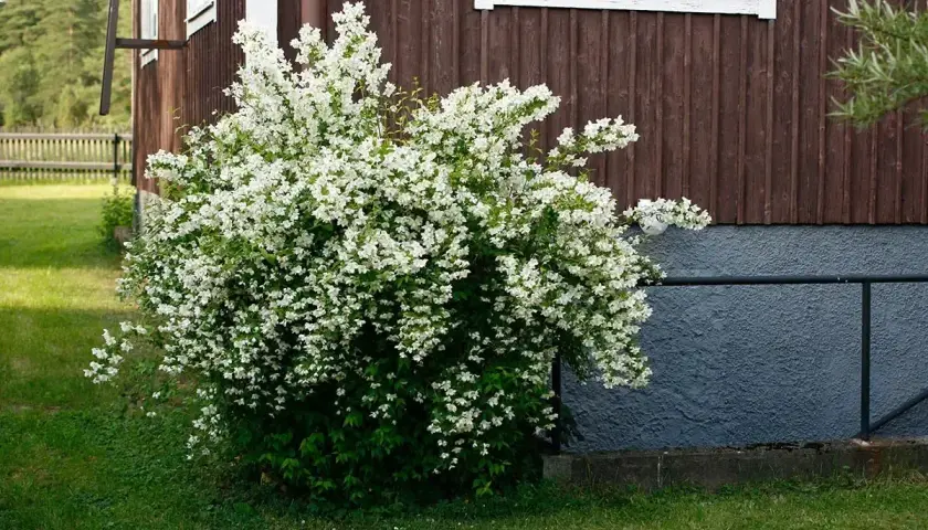 En frodig schersmin buske blommar med tusentals små vita blommor vid ett brunt trähus.