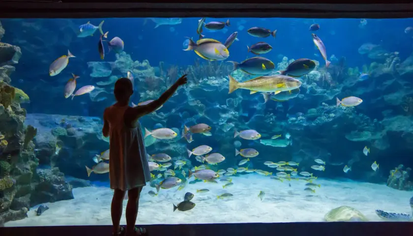 Dziewczynka w oceanarium Jastrzębia Góra wskazuje palcem na ławicę ryb w wielkim akwarium.