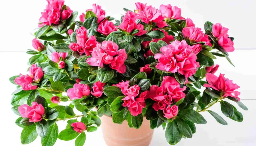 Un bouquet d'azalées d'intérieur aux fleurs rose vif éclate de vie dans un pot en terre cuite.