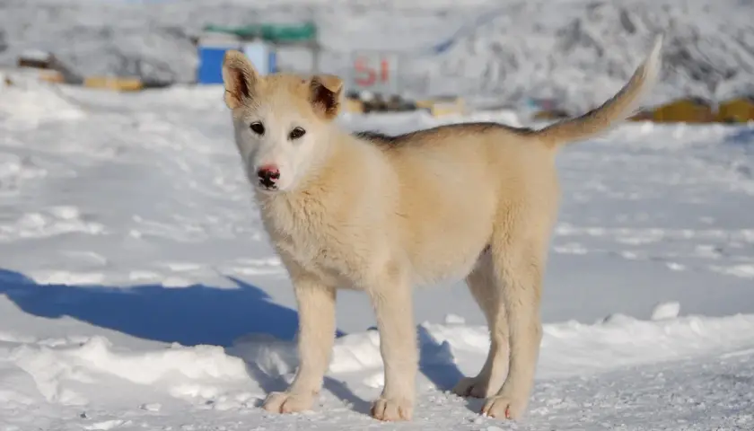 Joven perro de Groenlandia, con pelaje blanco y gris, posa en la nieve.