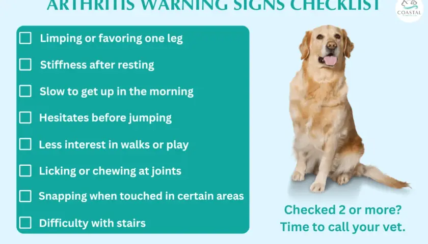Golden retriever sits next to a checklist of arthritis warning signs in dogs, including limping, stiffness, and difficulty with stairs.
