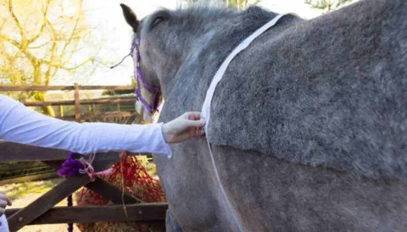 Une personne mesure le tour de poitrine d'un cheval gris pour estimer son poids.