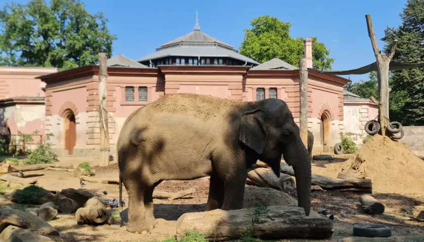 Słoń w najstarszym zoo w Polsce. W tle zabytkowa zabudowa.