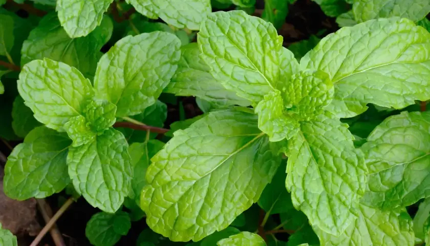 Foglie verdi e rugose di menta, perfette per capire la differenza tra menta e mentuccia.