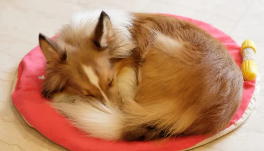 A fluffy dog sleeps curled up on a pink mat, a common way dogs circle before they lay down to get comfortable.