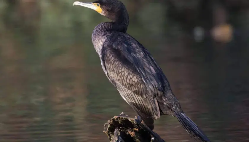 Czarny kormoran z żółtą plamą przy dziobie siedzi na kawałku drewna w wodzie.