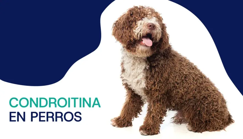Perro de agua español con pelaje rizado marrón y blanco, sentado y con la lengua fuera. Texto: Condroitina en perros.