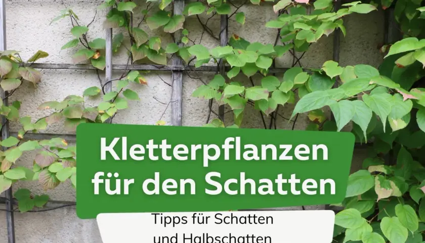 Grüne Kletterpflanzen ranken an einer Wand. Text: "Kletterpflanzen für den Schatten". Tipps für Schatten und Halbschatten.