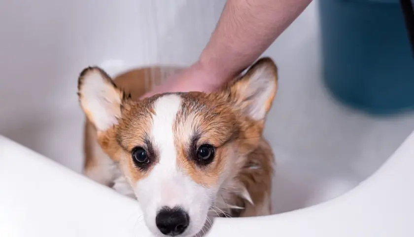 A cute corgi gets a soothing oatmeal bath in a white tub, looking a bit unsure as water rains down.