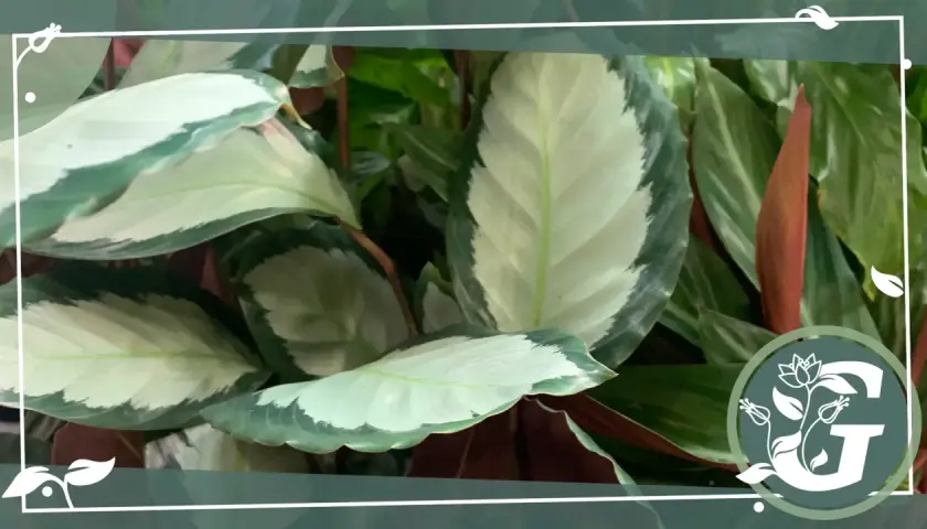 Nahaufnahme einer Calathea mit ihren charakteristischen, hellgrün und dunkelgrün gemusterten Blättern. Tipps zur Calathea Pflege.