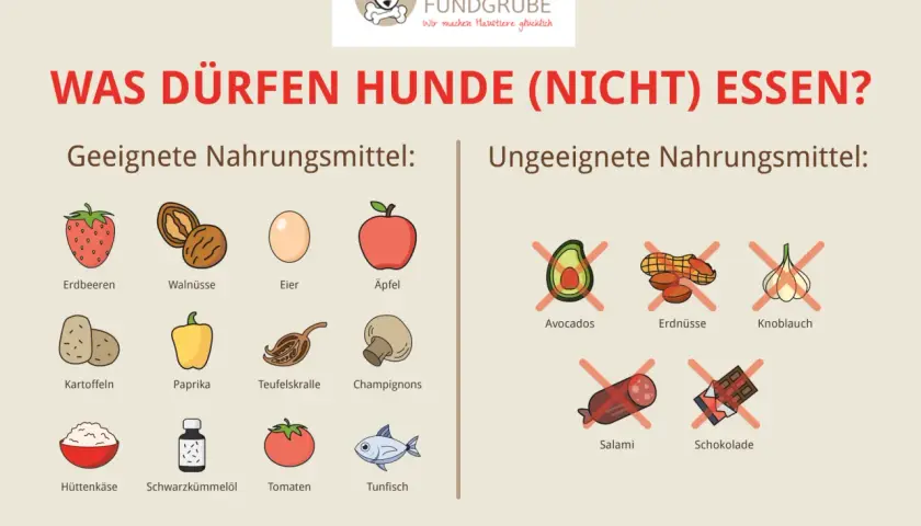 Was essen Hunde? Geeignete Lebensmittel wie Erdbeeren, Walnüsse, Eier, Äpfel, Kartoffeln, Paprika, Teufelskralle, Champignons, Hüttenkäse, Schwarzkümmelöl, Tomaten und Thunfisch. Ungeeignet sind Avocados, Erdnüsse, Knoblauch, Salami und Schokolade.