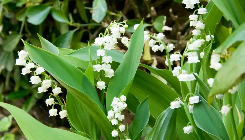 Muguet plantation en pleine floraison, avec ses clochettes blanches délicates et ses feuilles vertes luxuriantes.