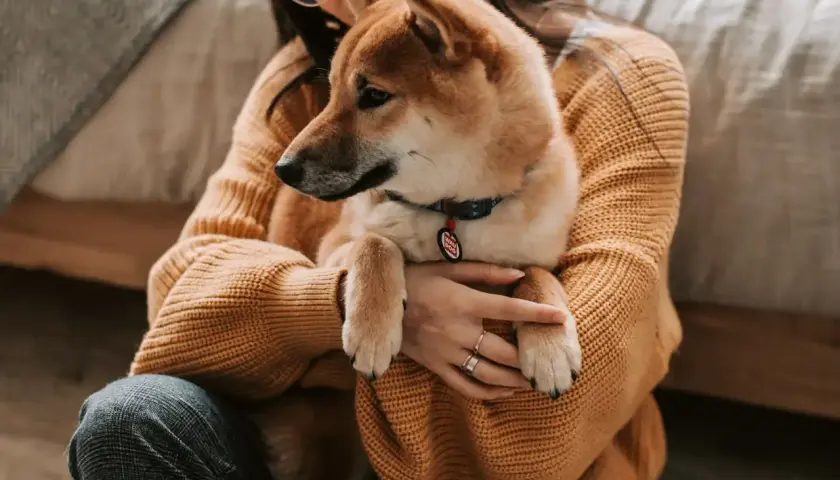 Shiba Inu w ramionach właścicielki, zastanawiającej się, czy pies może jeść ryż.