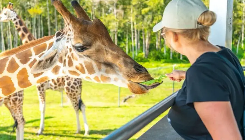 Kobieta karmi żyrafę z ręki. Chcesz wiedzieć, jak dojechać do zoo w Warszawie z dworca centralnego?