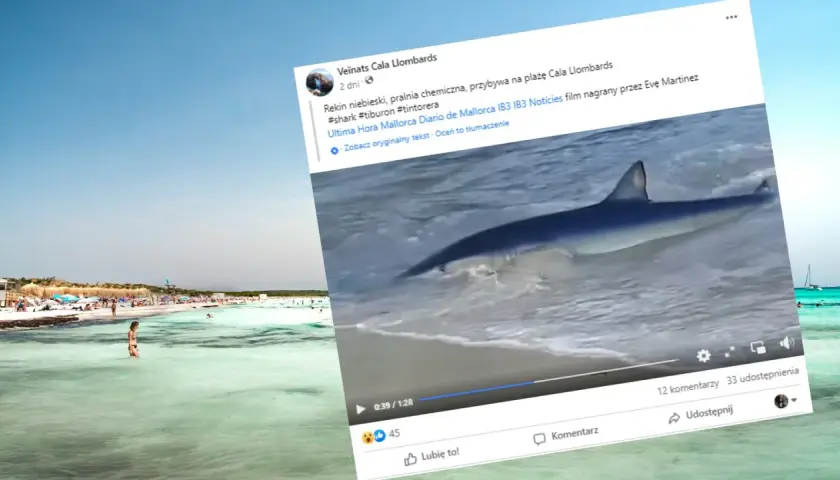 Rekin w płytkiej wodzie przy plaży z turystami na Majorce.