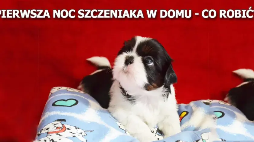 Sen 8-tygodniowego szczeniaka: Co jest normą i jak przespać noc?